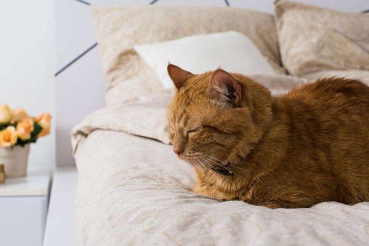 为什么猫喜欢睡觉噗噗声音？-图1
