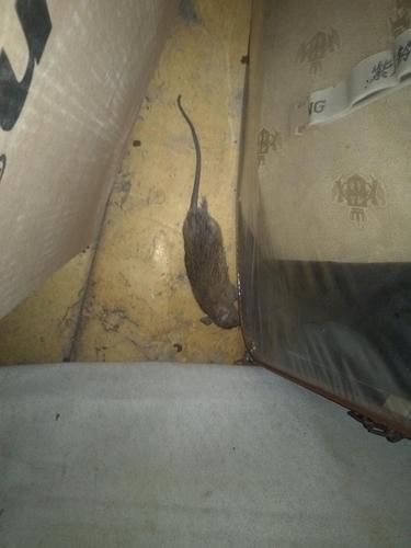为什么总有死老鼠出现在我家门口啊？-图2