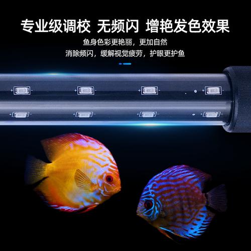 养七彩鱼用的LED灯需要什么颜色？-图2