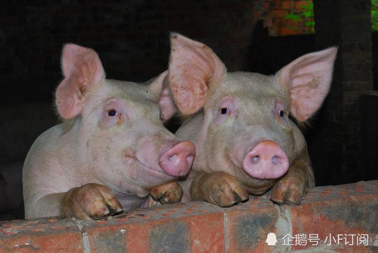 如果有三头猪，那它们的名字分别是什么？-图1