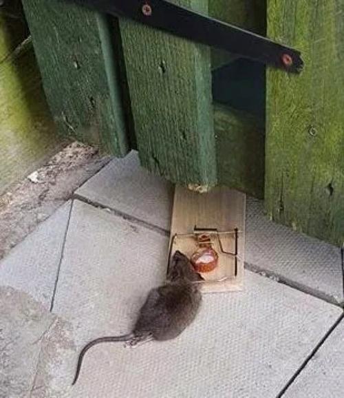 老鼠跑到墙里怎么办？-图2
