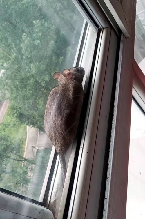 老鼠从窗口爬进屋子应该怎么办？-图2