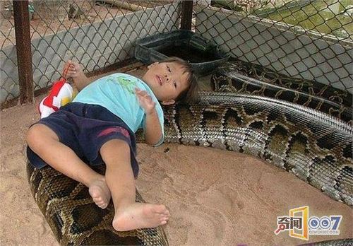 蟒蛇保护孩子安全吗？-图3