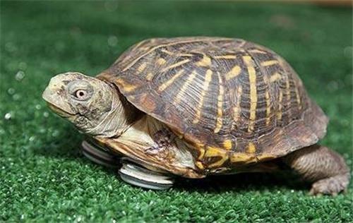 一般家养的乌龟最多可以活多久？-图2