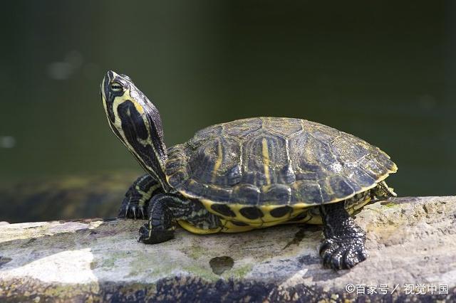 一般家养的乌龟最多可以活多久？-图1