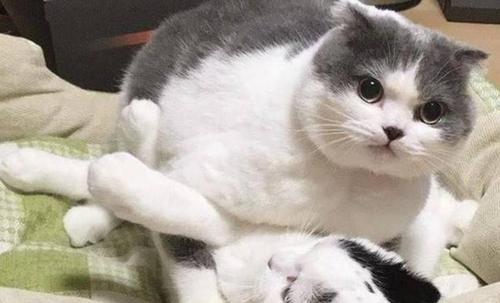 一只温柔的公猫，母猫生产后，公猫会伤害自己的小猫吗？-图3
