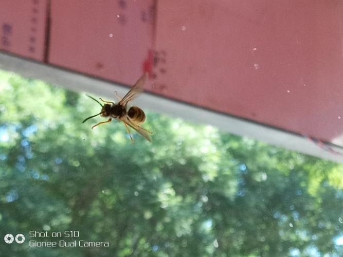 为什么蜜蜂老是飞到我家窗户这里来呢，太吓人啦。有时候十多只一起来。为什么？-图2
