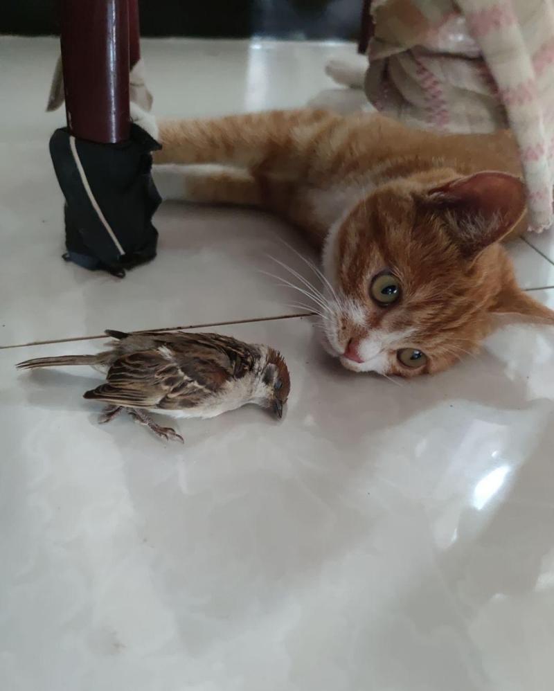 外面的鸟冲进家里被猫咬了，怎么救？-图1