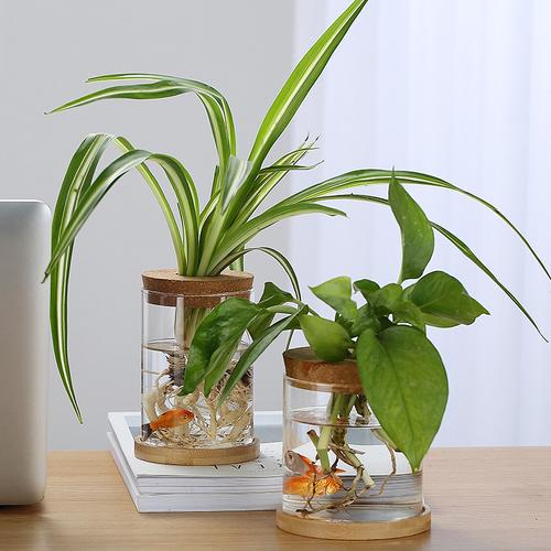 什么植物最适合室内水生花瓶？-图2