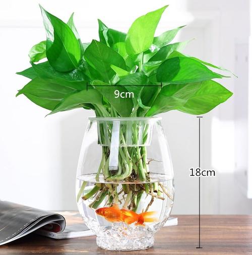 什么植物最适合室内水生花瓶？-图3