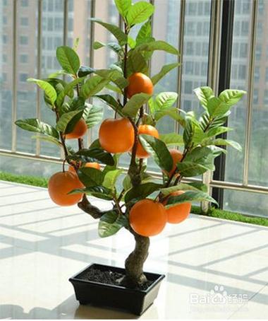 橘子树适合放在室内吗？-图2