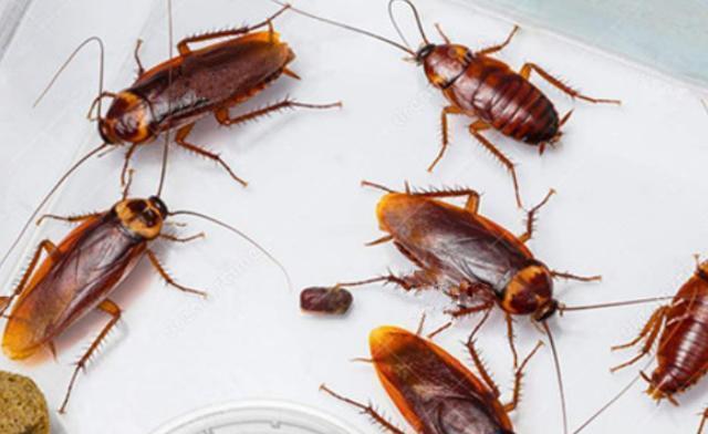 家里蟑螂多是啥原因，家里很多小蟑螂怎么办？-图3