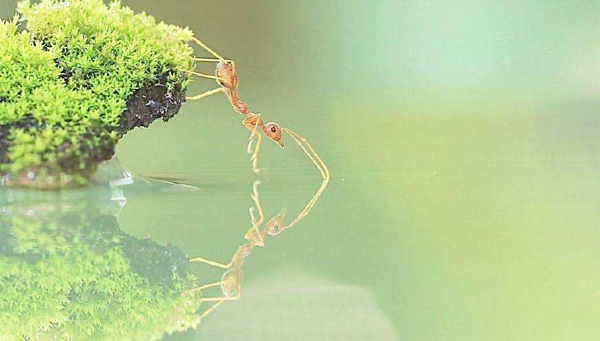 蚂蚁的特殊寓意是什么？-图1