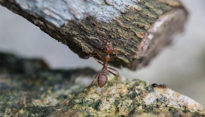 蚂蚁的特殊寓意是什么？-图2