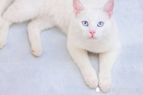 家中养白猫好吗？-图3