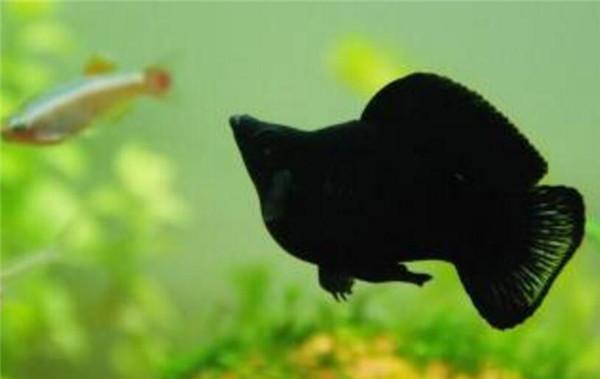为什么鱼缸要养一条黑色的鱼？-图2