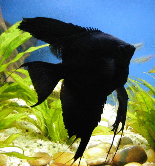 为什么鱼缸要养一条黑色的鱼？-图1