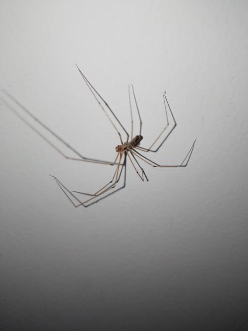 家里面的长脚蜘蛛有没有危害？-图2