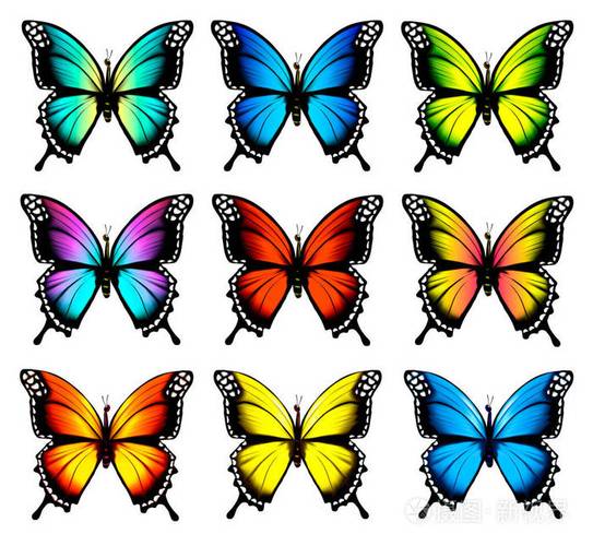 五颜六色彩蝴蝶代表什么数字？-图1