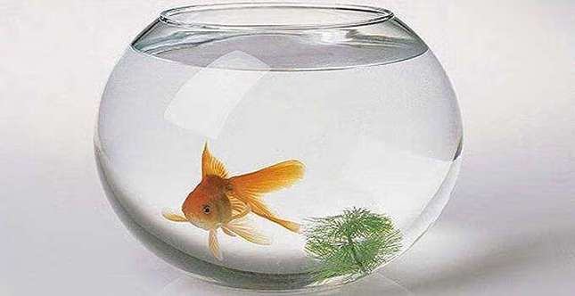 养几条金鱼放在大缸好还是空间小的鱼缸里好？-图3
