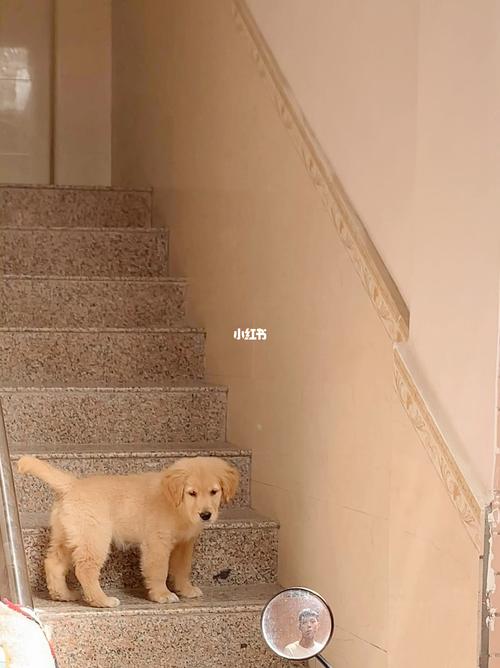 金毛犬在家里上下楼梯有什么影响？-图1