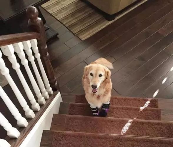 金毛犬在家里上下楼梯有什么影响？-图2