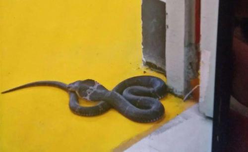 早上一起床就看到房间墙角有条蛇，号害怕，是什么意思？-图1