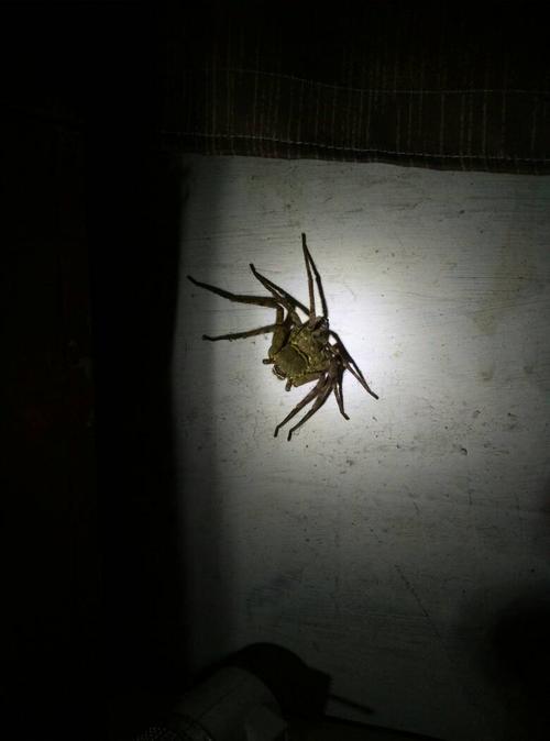 房间里出现一只黑色的大蜘蛛怎么办啊，我最怕蜘蛛了，我准备睡觉了，可是看见他在墙上不敢睡觉，怕半夜爬？-图2