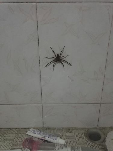 家里总有蜘蛛网怎么回事？-图1