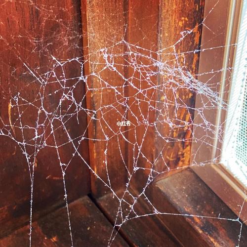 家里总有蜘蛛网怎么回事？-图2