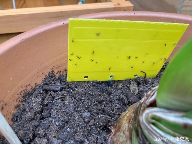 家里的盆栽有好多小蜘蛛怎么办？-图1