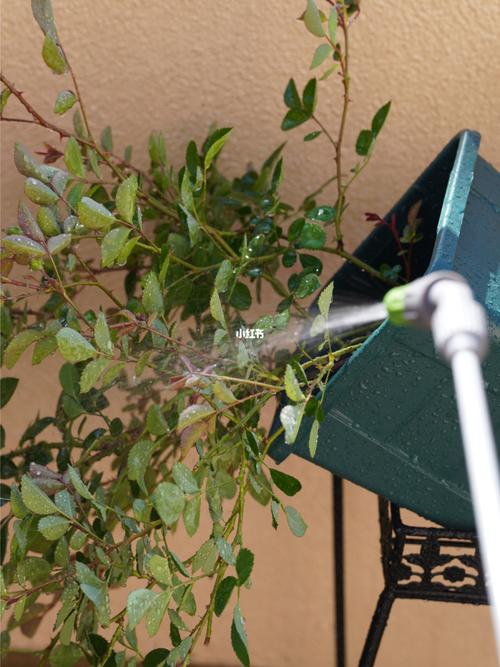 家里的盆栽有好多小蜘蛛怎么办？-图3