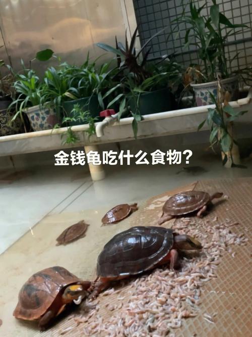 家里养的乌龟吃什么？-图2
