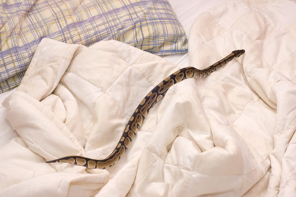 蛇会爬到床上吗？-图2