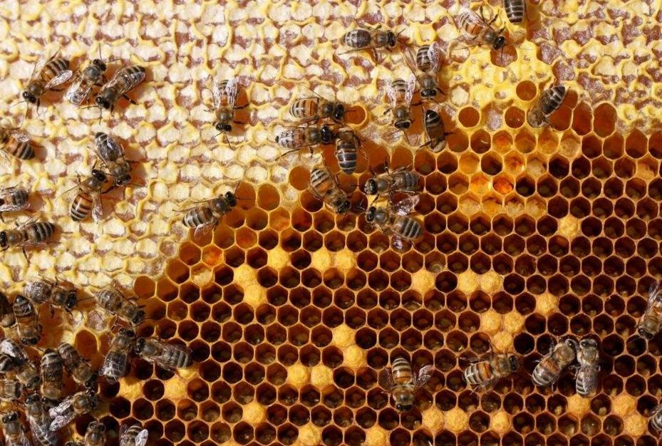 为什么蜜蜂在家里筑巢？-图1