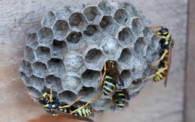 为什么蜜蜂在家里筑巢？-图3