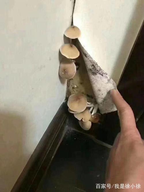 家里墙上长蘑菇有什么寓意？-图3