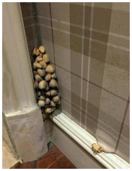 家里墙上长蘑菇有什么寓意？-图2