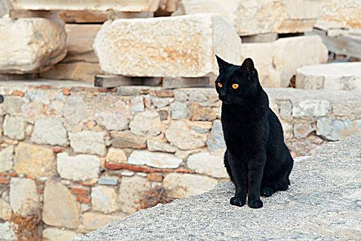 在希腊黑猫象征着什么？-图1