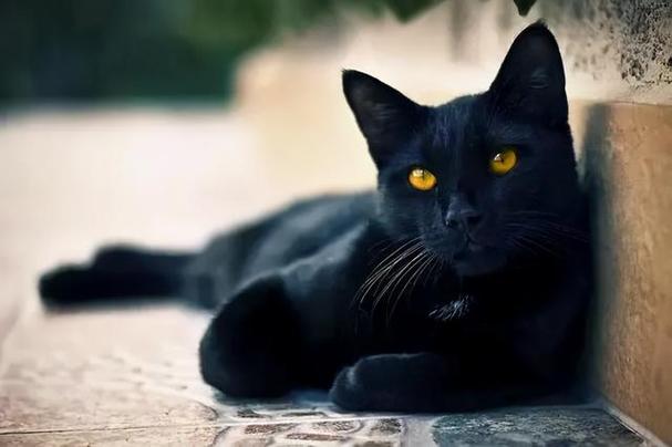 在希腊黑猫象征着什么？-图2