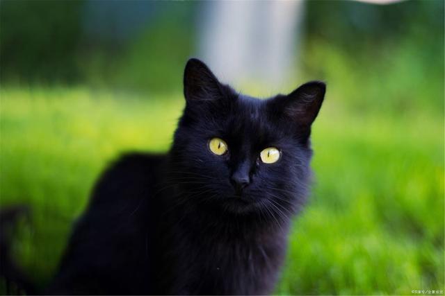 在希腊黑猫象征着什么？-图3