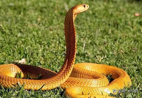 黄金眼镜蛇一年长多大？-图3