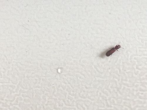家里墙上有会飞的小虫子，是什么。怎么消灭？-图2