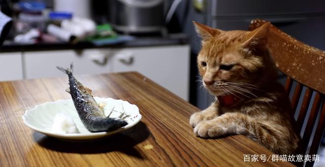 家里太多鱼怎么保存给猫咪吃？-图1