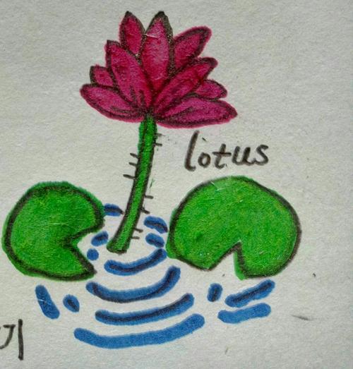 lotus寓意？（英语名字含义）-图3