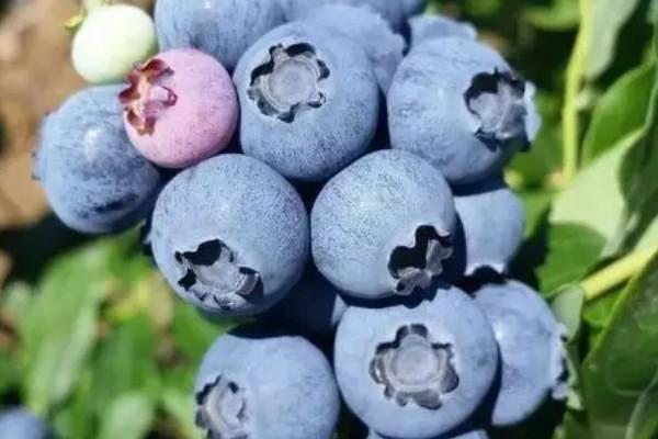 蓝莓的含义是什么？（蓝莓含义）-图2