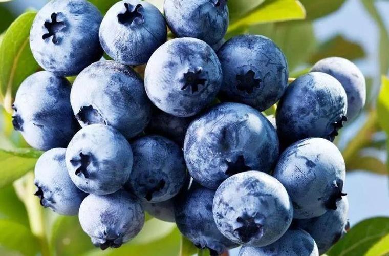 蓝莓的含义是什么？（蓝莓含义）-图1