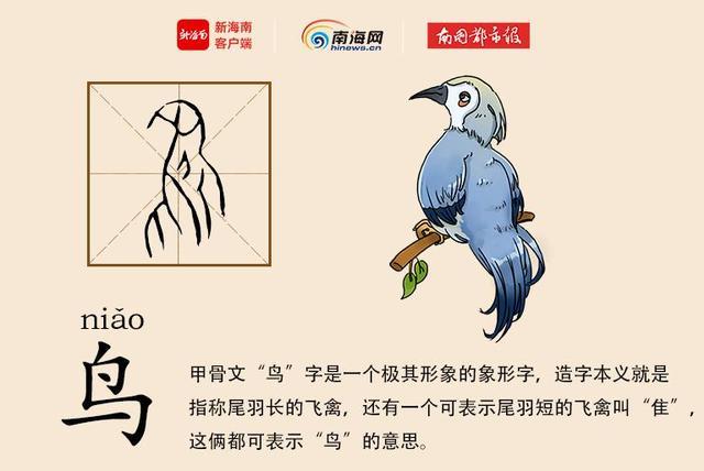 鸟字家族的汉字？（鸶的含义）-图3
