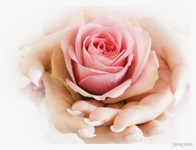 女人双手捧着粉红色玫瑰花啥意思？（粉玫瑰花含义）-图1