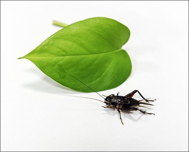 蟋蟀在叶子上是什么寓意？（蟋蟀的含义）-图2